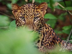 Редкие по качеству фото леопарда сделали в тайском нацпарке