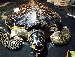 Двух морских черепах вызволили из сетей на Пхукете