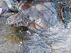 Очередную морскую черепаху спасли из сетей на Пхукете