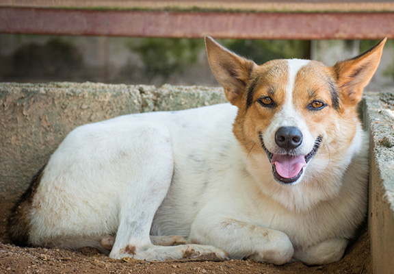 Soi Dog Foundation ищет хозяев для кошек и собак