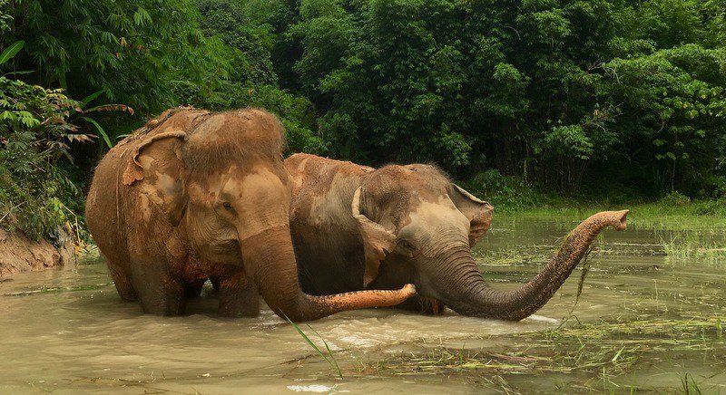 Первые два слона поселились в Phuket Elephant Sanctuary