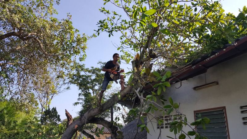 Ветер повалил дерево на жилой дом в Чалонге