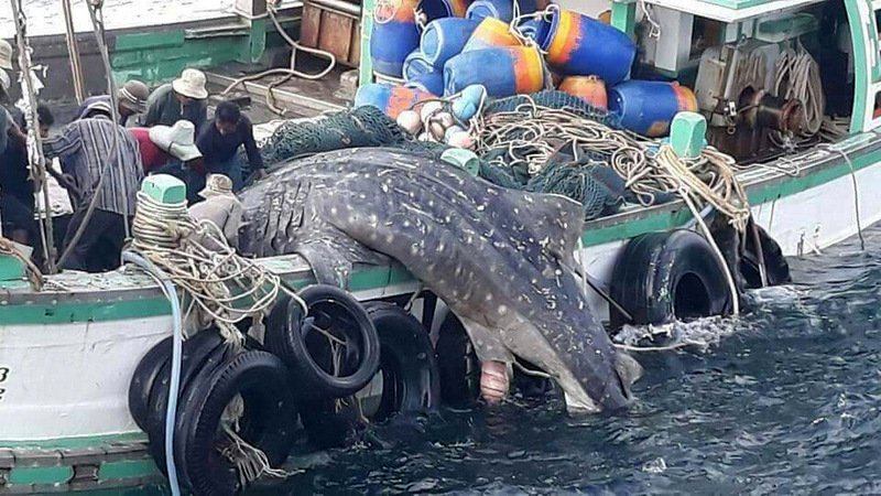 Дело о пойманной китовой акуле передали прокурору