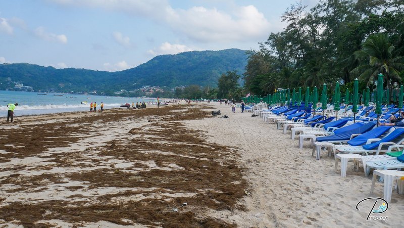 На пляж в Патонге вынесло бурые морские водоросли