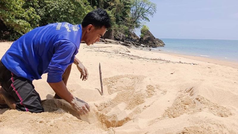 Кладку яиц морской черепахи нашли к северу от Пхукета