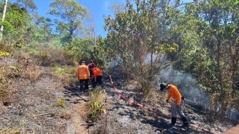 Два локальных лесных пожара потушили в Камале